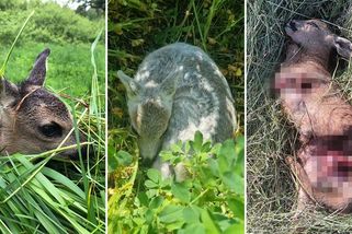 Spím dvě hodiny denně, ale stojí to za to. Dobrovolníci zachraňují srnčata před sekačkami - Novinky